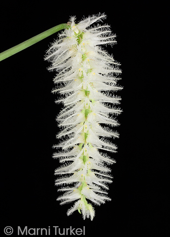 Bulbophyllum comosum