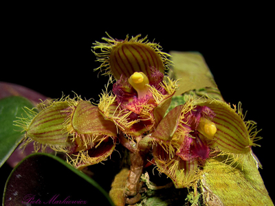 Bulbophyllum dayanum