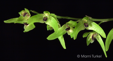 Bulbophyllum elisae 'Judy'