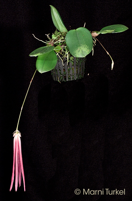 Bulbophyllum plumatum