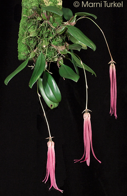 Bulbophyllum plumatum