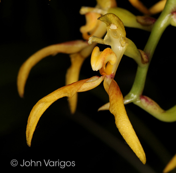 Bulbophyllum scorpio