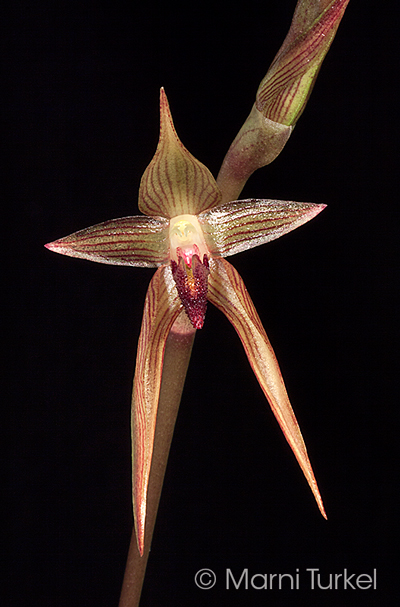 Bulbophyllum veldkampi