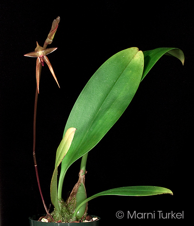 Bulbophyllum veldkampi