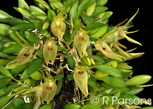 Barbosella australis 