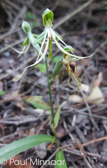 Bonatea saundersioides