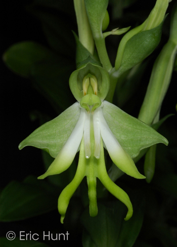 Bonatea speciosa