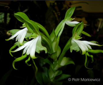 Bonatea speciosa