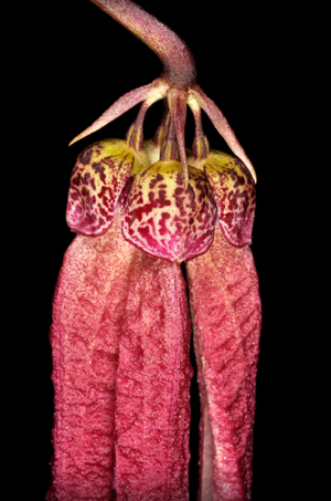 Bulbophyllum treschii