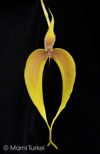 Bulbophyllum blumei '9260'