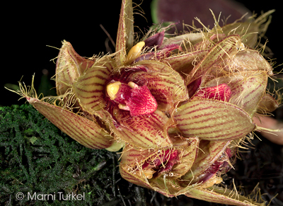 Bulbophyllum dayanum