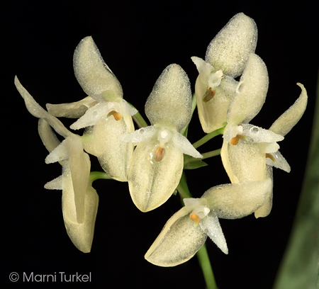 Bulbophyllum pleurothallidanthum