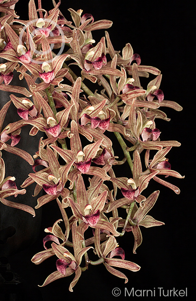 Cymbidium devonianum