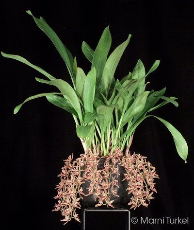 Cymbidium devonianum