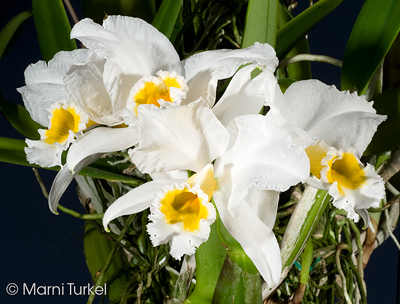 Cattleya percivaliana 'Stony Point'