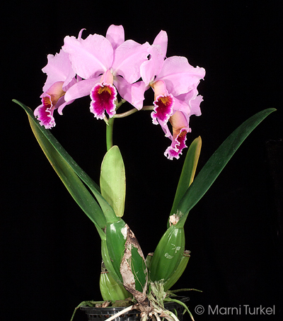 Cattleya percivaliana 'Summit' FCC/AOS