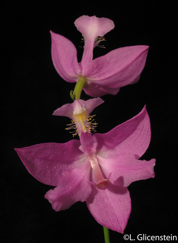 Calopogon tuberosus