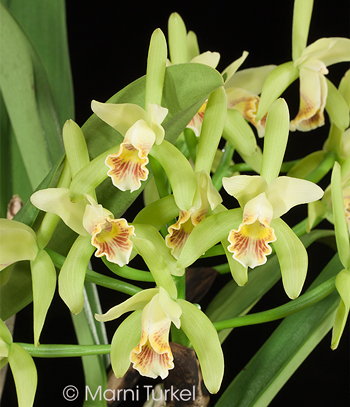 Cattleya mooreana