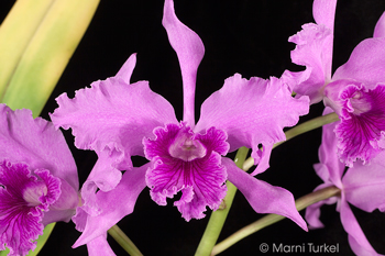 Cattleya lobata