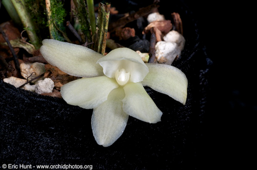 Chaubardiella pacuarensis