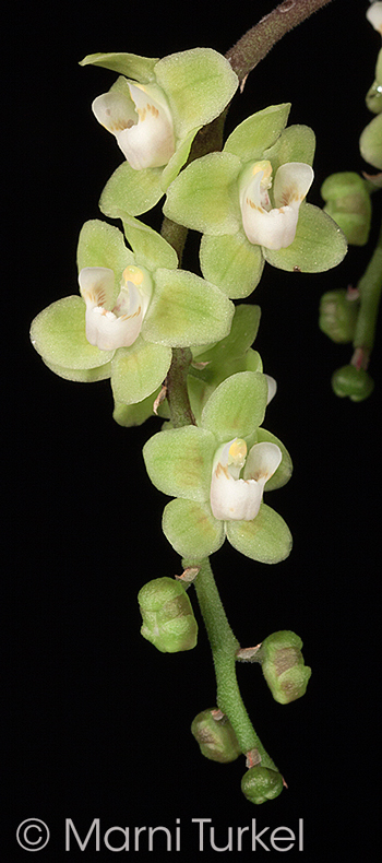 Chiloschista viridiflava