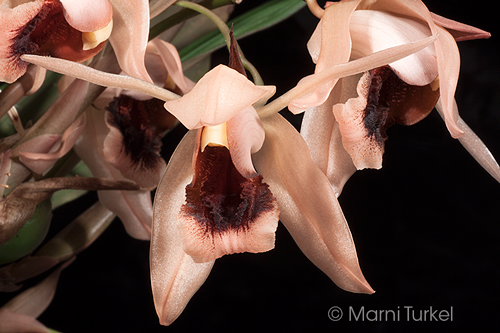 Coelogyne xyrekes