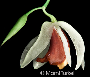 Coelogyne usitana