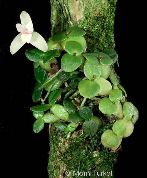 Constantia rupestris