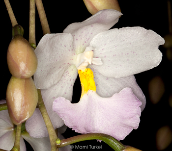 Cuitlauzina pendula 'J&J'