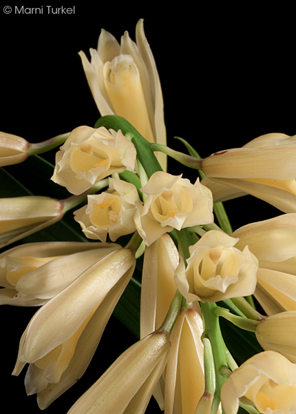 cymbidium elegans