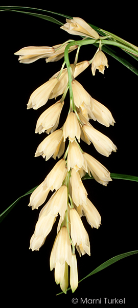 cymbidium elegans