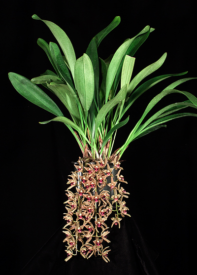 Cymbidium devonianum