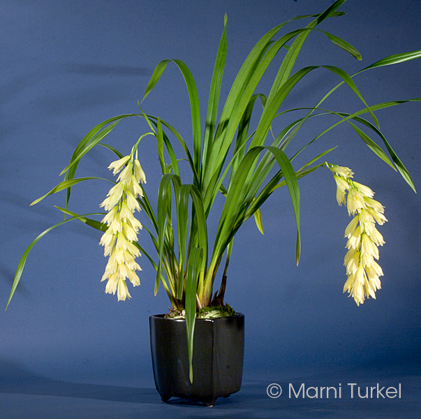 Cymbidium elegans