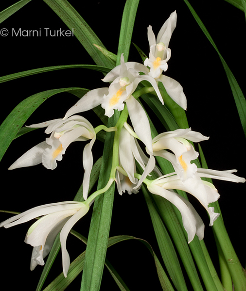 Cmybidium masstersii