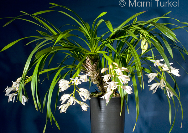 Cymbidium mastersi 'Stony Point'