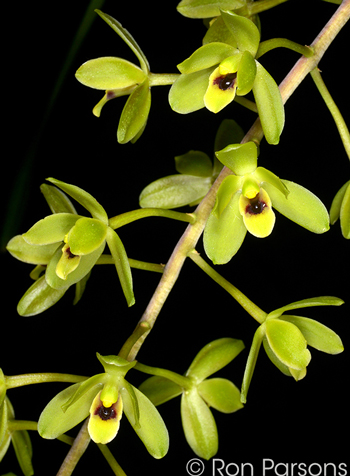 Cymbidium suave