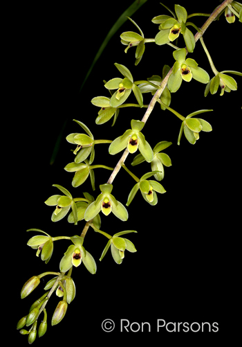 Cymbidium suave