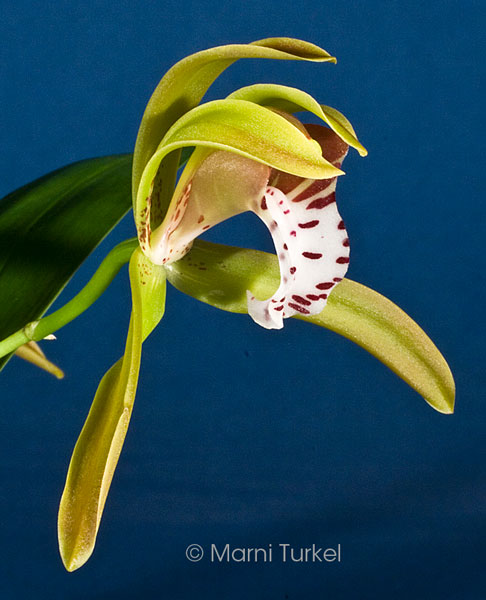 Cymbidium tigrinum '2324' close