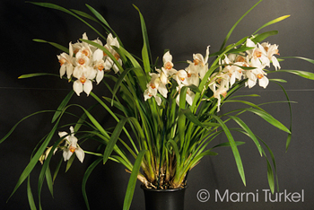 Cymbidium erythrostylum