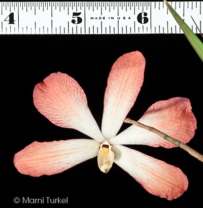 Dendrobium cinnabarinum 'Coral'