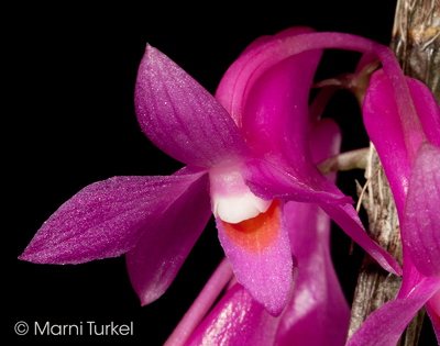 Dendrobium cornutum