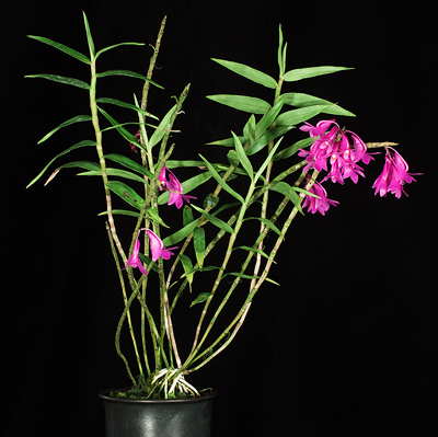 Dendrobium cornutum