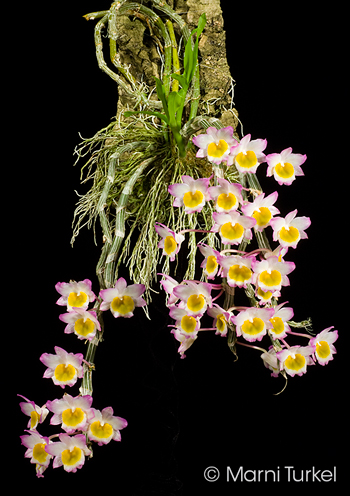 Dendrobium crepidatum