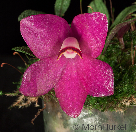 Dendrobium cuthbertsonii