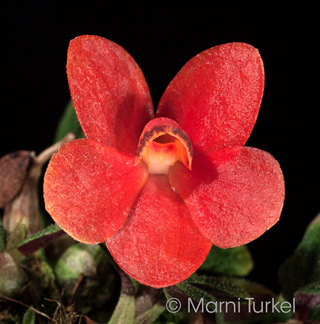 Dendrobium cuthbertsonii