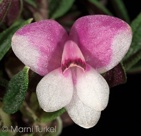 Dendrobium cuthbertsoni