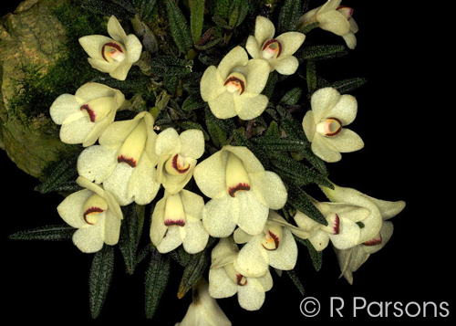 Dendrobium cuthbertsonii