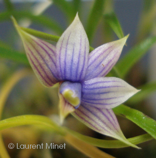 Dendrobium cyanocentrum blue