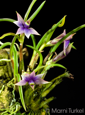 Dendrobium cyanocentrum