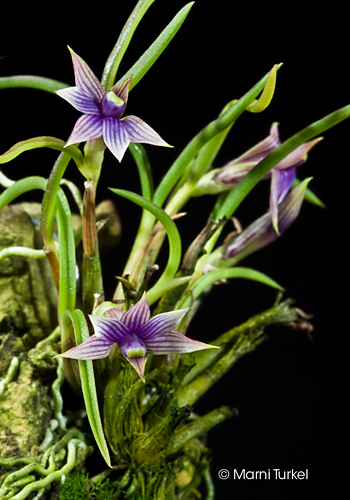 Dendrobium cyanocentrum